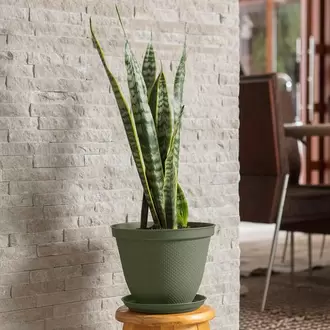 Matera Redonda Rafia 25 Cm con Plato