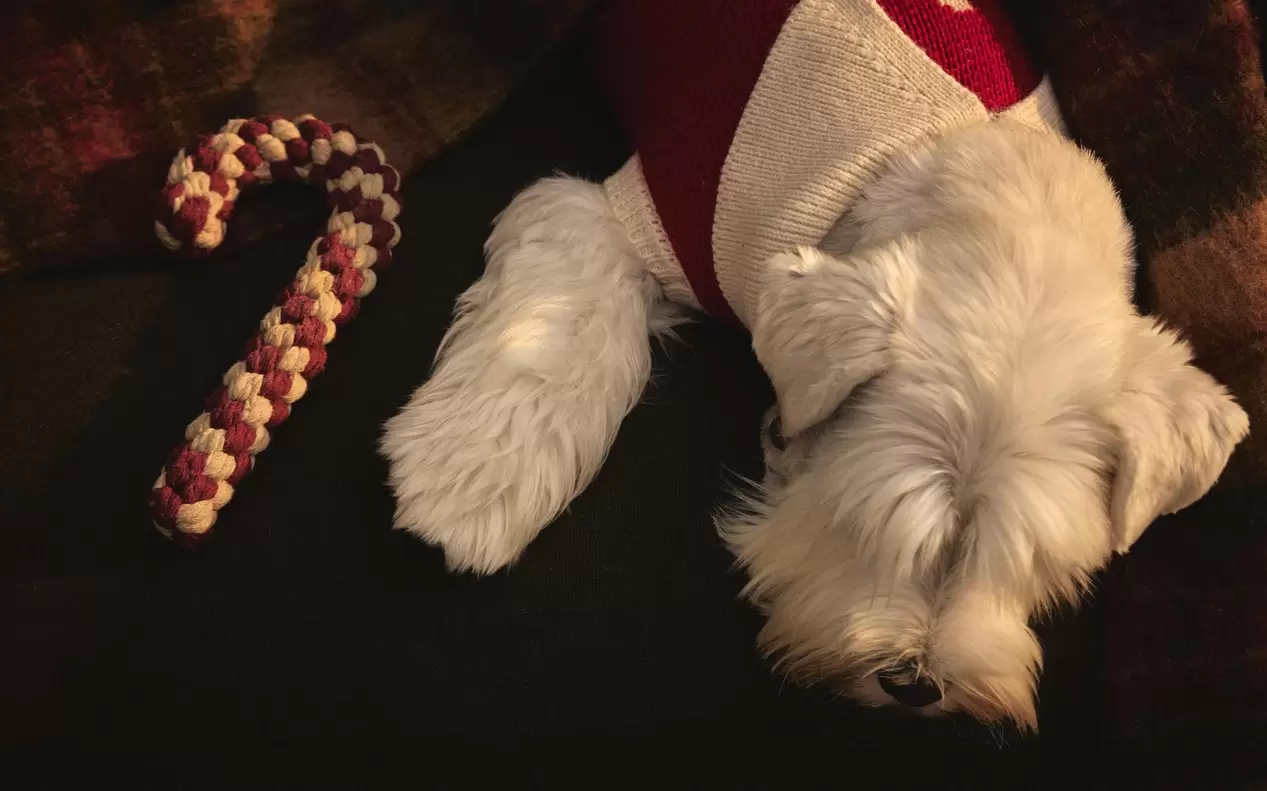 JUGUETE Y JERSEY MASCOTAS NAVIDAD