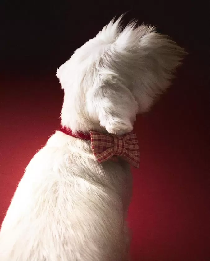 PAJARITA MASCOTAS CUADROS NAVIDAD