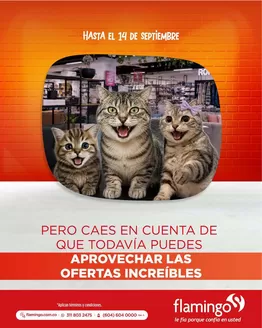 Catálogo Flamingo | Ofertas Flamingo | 2026-09-15T00:00:00.000Z - 2026-09-29T00:00:00.000Z