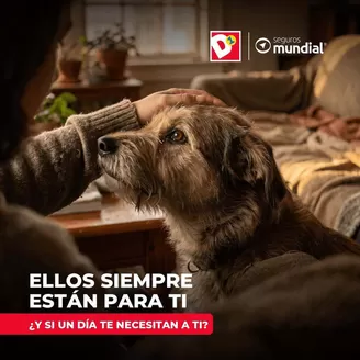 Catálogo Tiendas D1 en Sincé | Gangas y ofertas actuales | 2026-10-06T00:00:00.000Z - 2026-10-20T00:00:00.000Z