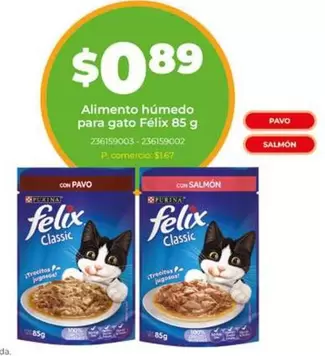 Gato - Félix