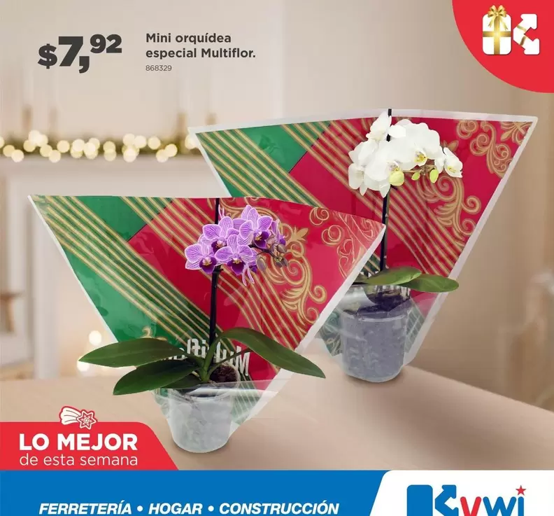 Mini orquidea especial Multifior