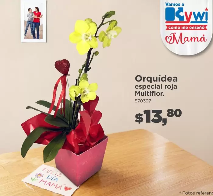 Feliz - Orquídea especial roja Multiflor. 570397