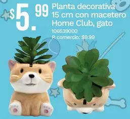 Planta - decorativa 15 cm con macetero, gato 106539000