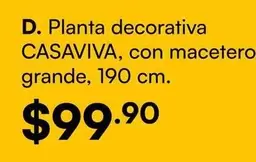 Planta - decorativa, con macetero grande