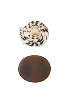 Pack anillos caracola