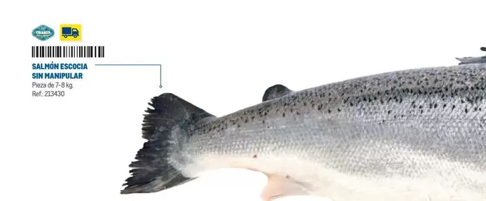 Salmone Escocia