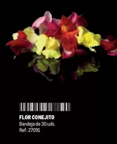 Flor -  Conejito