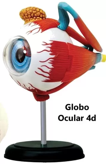Globo -  Ocular 4d