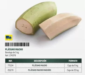 Platano Macho