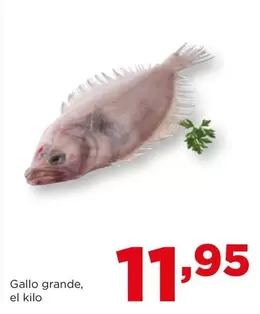 Gallo -  Grande