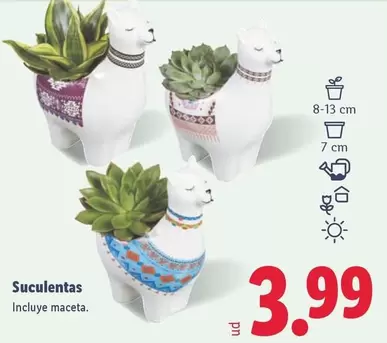 Suculentas