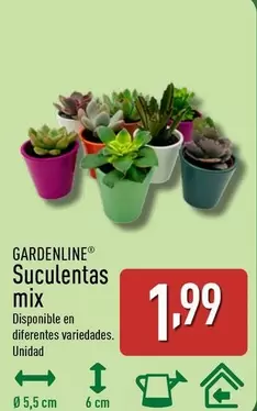 Gardenline - Suculentas Mix