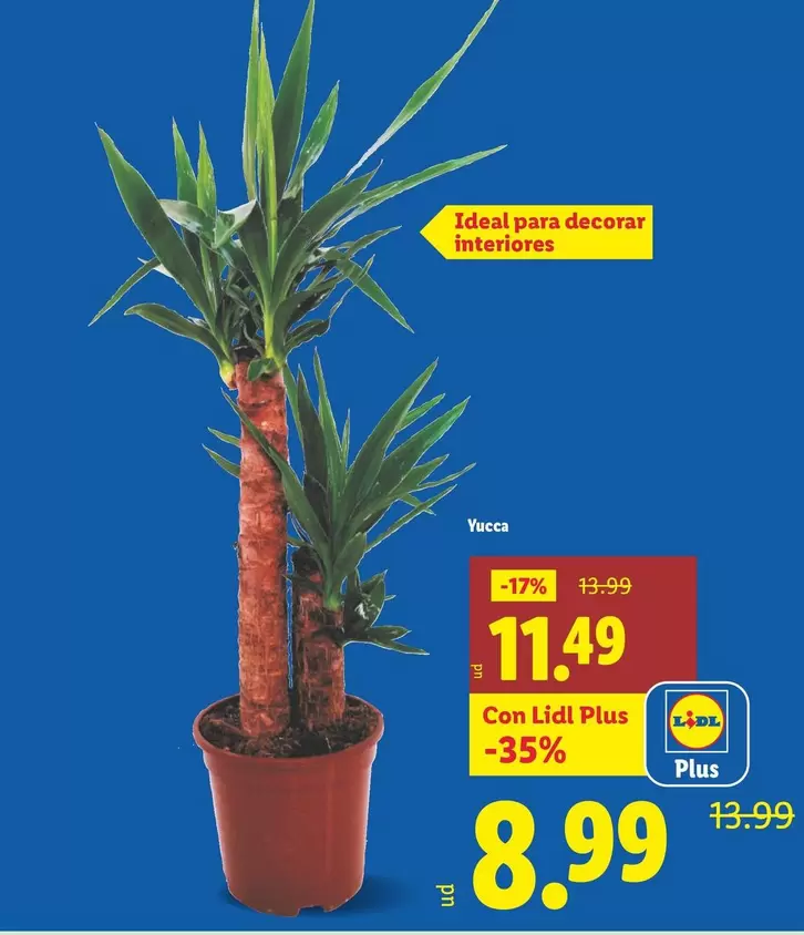 Yucca