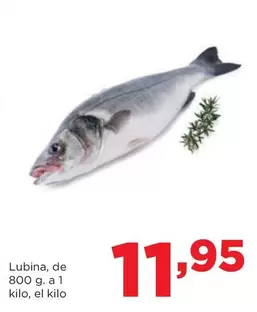 Lubina 