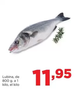Lubina