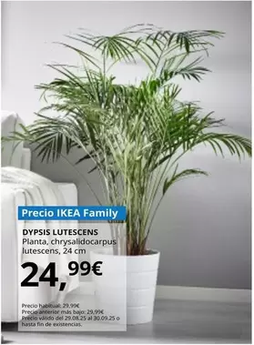 Dypsis - Lutescens Planta, Chrysalidocarpus Lutescens