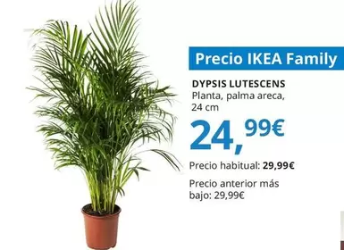 Dypsis - Lutescens Planta, Chrysalidocarpus Lutescens