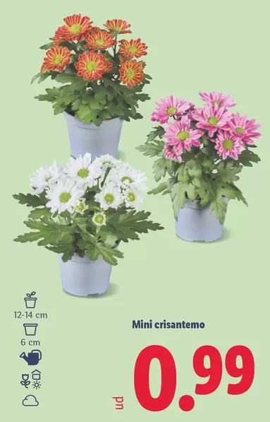 Mini Crisantemo