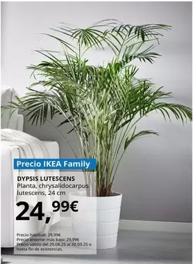 Dypsis - Lutescens Planta, Chrysalidocarpus Lutescens, 24 Cm