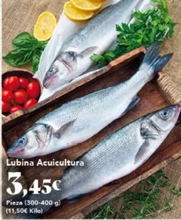 Lubina Acuicultura