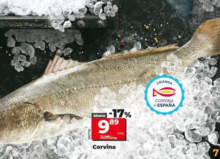 Corvina