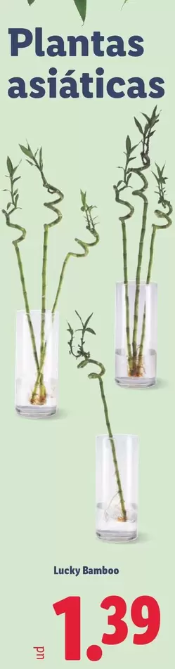 Platas Asiaticas Lucky Bamboo