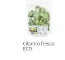Cilantro Fresco Eco