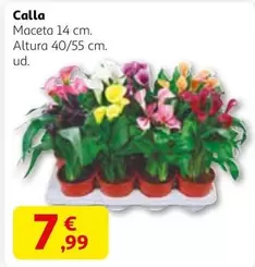 Calla