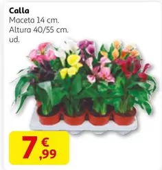 Calla