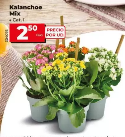 Kalanchoe Mix