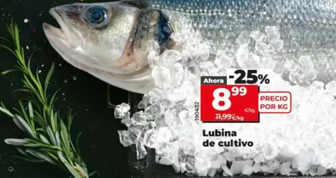 Lubina De Cultivo 