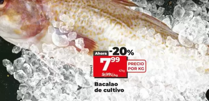Bacalao De Cultivo 