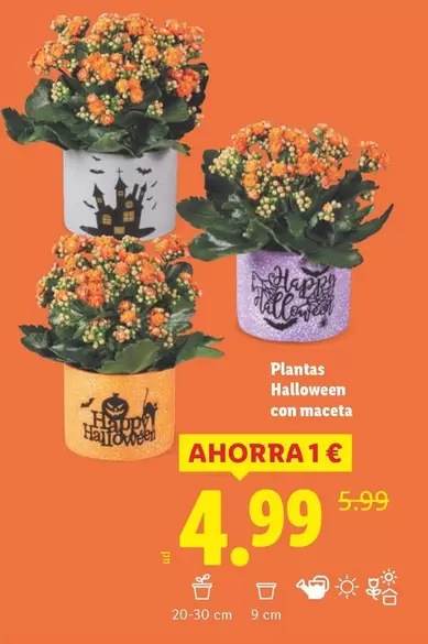 Plantas Halloween con Maccta