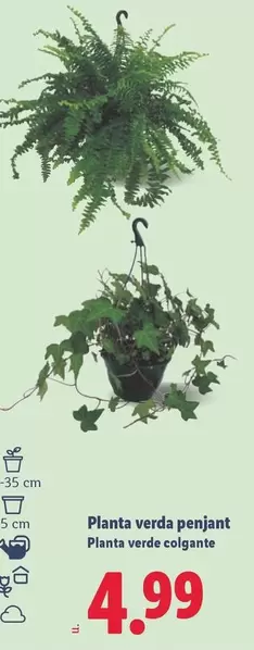 Planta Verda Penjant