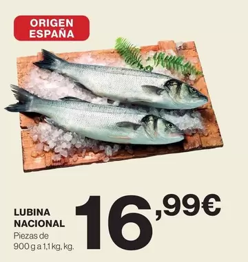 origen - Lubina Nacional