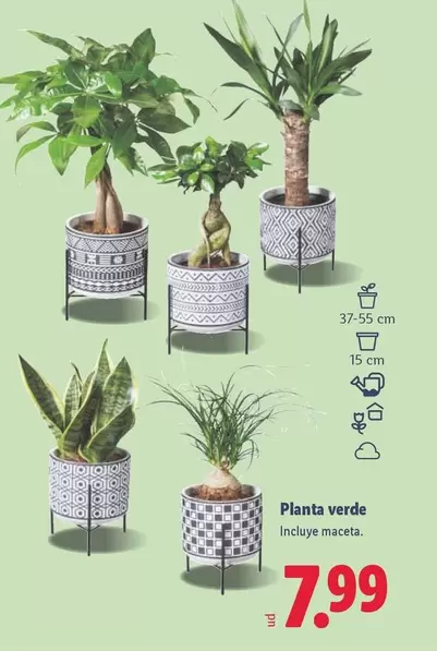 Planta Verde
