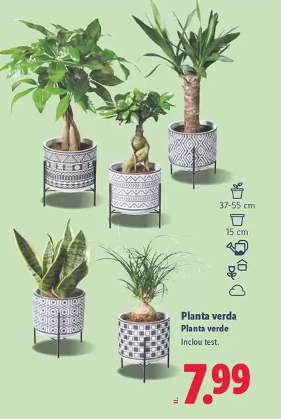 Planta Verde