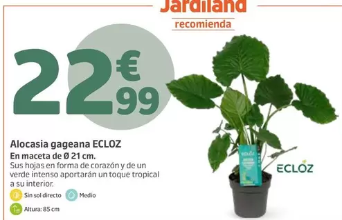Jardiland - Alcasia Gagana