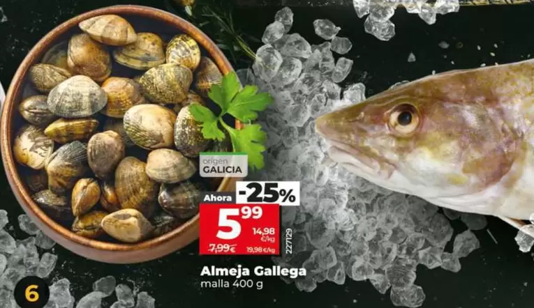 Almeja Gallega