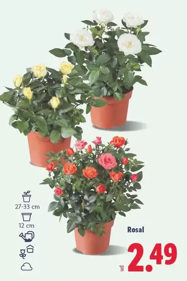 Rosal