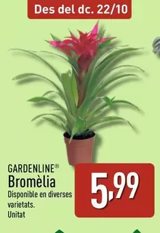 Gardenline - Bromelia