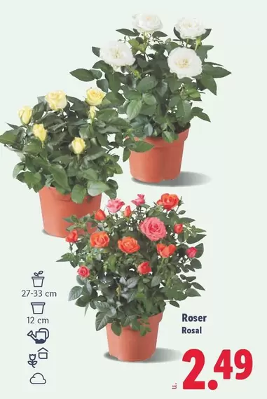 Rosal