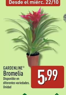 Gardenline - Bromelia