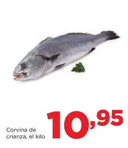 Alimerka - Corvina De Crianza