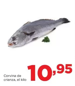 Alimerka - Corvina De Crianza