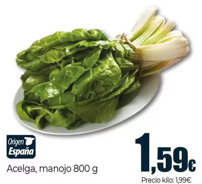 Acelga