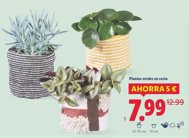 Plantas Verdes En Cesta