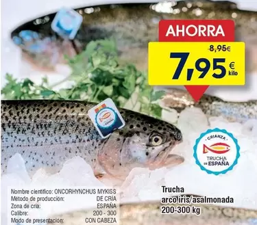 Arco Iris - Trucha